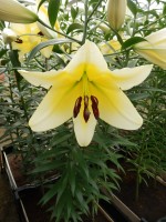 [4146 Serano No102.JPG]